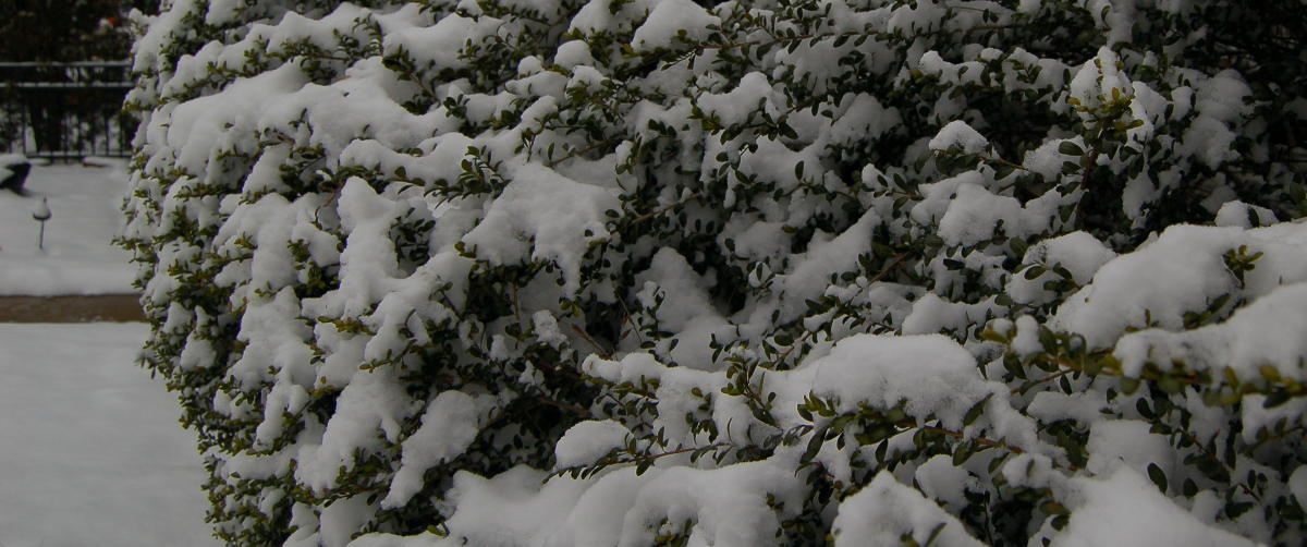 Snow in Washington, DC